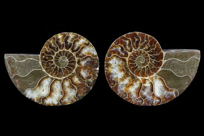 Cut & Polished Ammonite Fossil - Agatized #82293